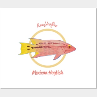 Mexican Hogfish Posters and Art